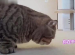 猫 哥你别吃了我害怕